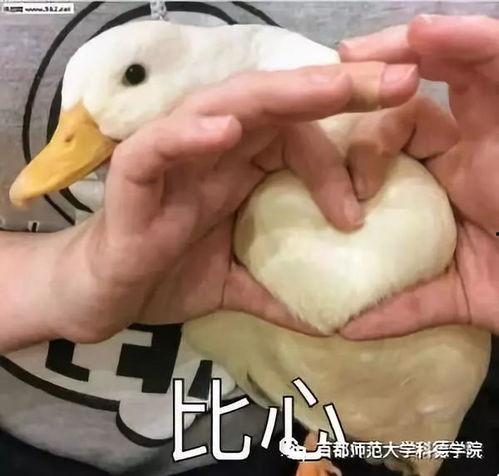 娱乐吃瓜鸭鸭鸭视频